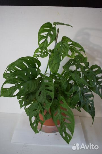 Монстеры Манки, Минима (рафидофора) Сильтепекана