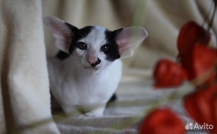 Ориентальный котик экстремального типа