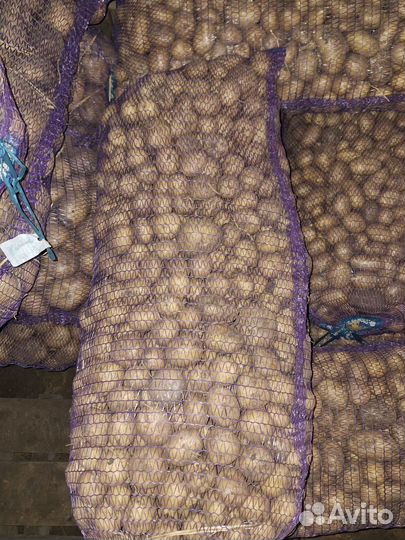 Семенной картофель