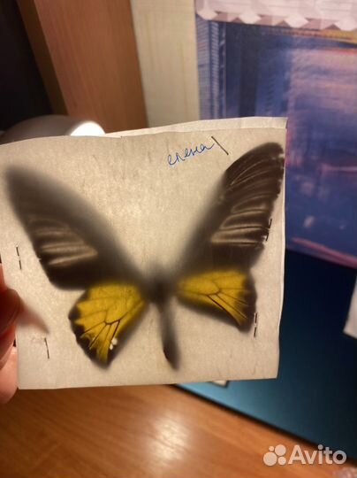Бабочки