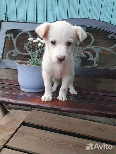 Щенок девочка