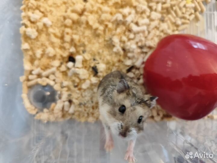 Джунгарский хомяк бесплатно