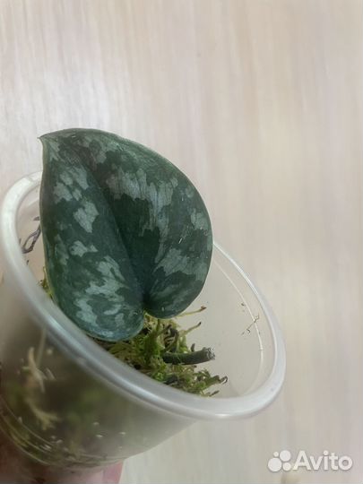 Сциндапсусы сортовые