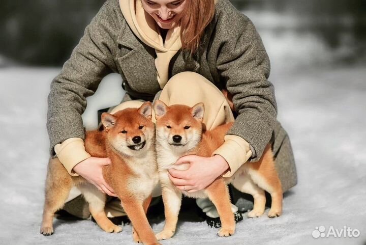 Сиба ину