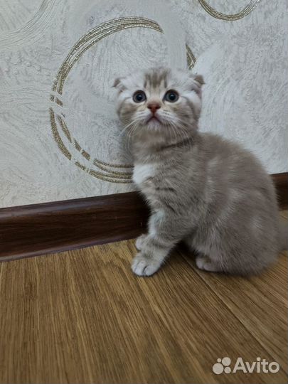 Шотландская вислоухие котята