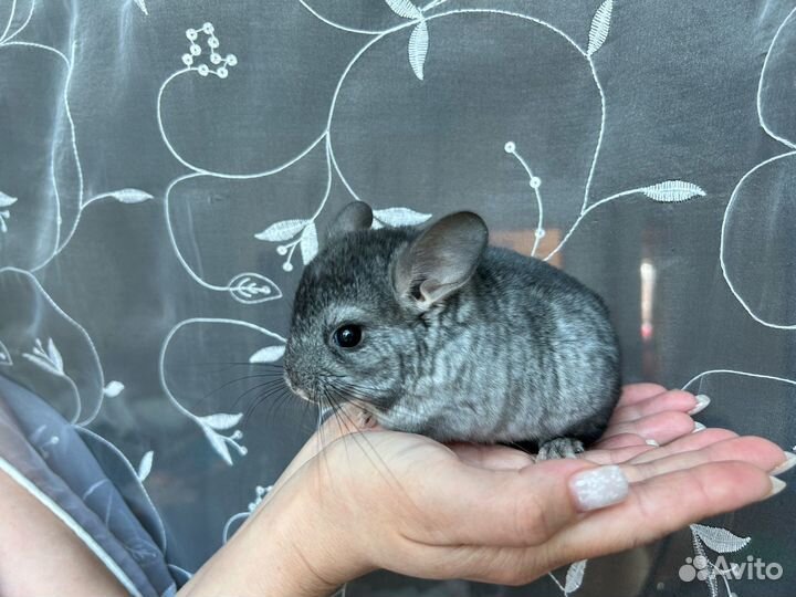 Шиншилла