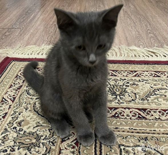 Котенок 2 месяца