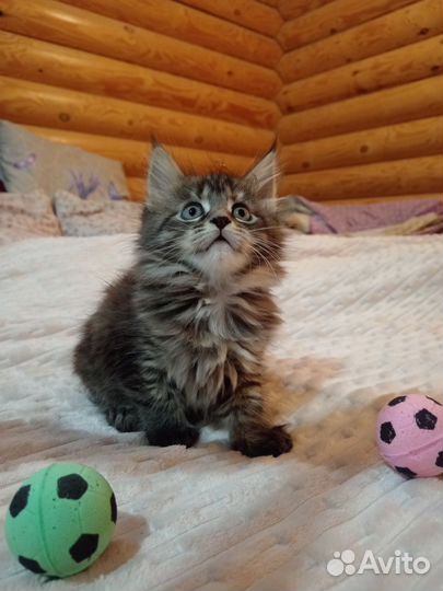 Котята мейн-кун