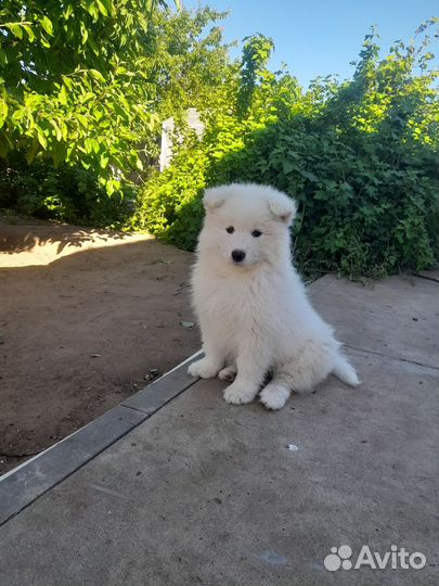 Щенки самоеда