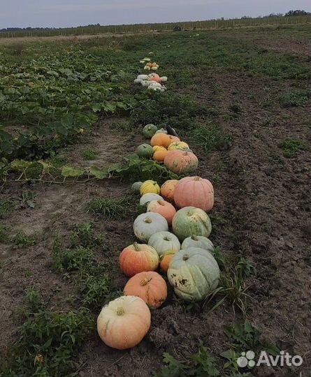 Тыква/кабачки