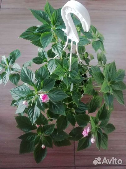 Бальзамин розовый махровый