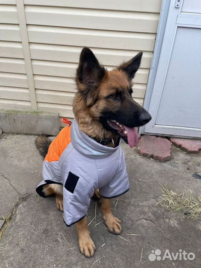 Пропала собака