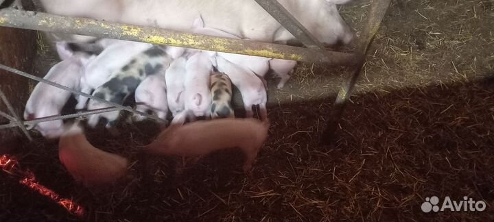 Поросята ландрас /петрен