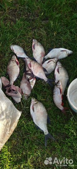 Лещ свежемороженый