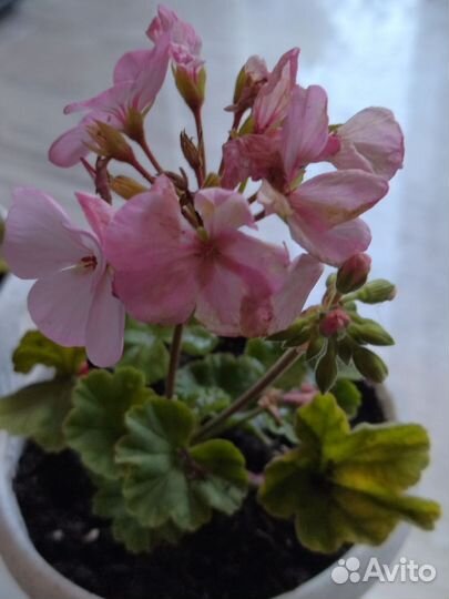 Пеларгония герань