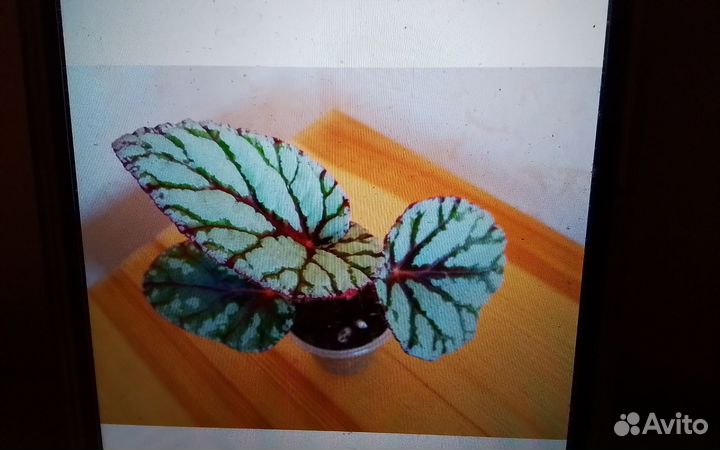 Бегония декоративно лиственная