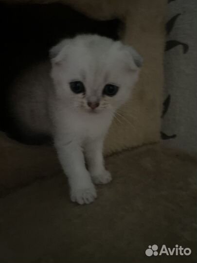 Шотландская