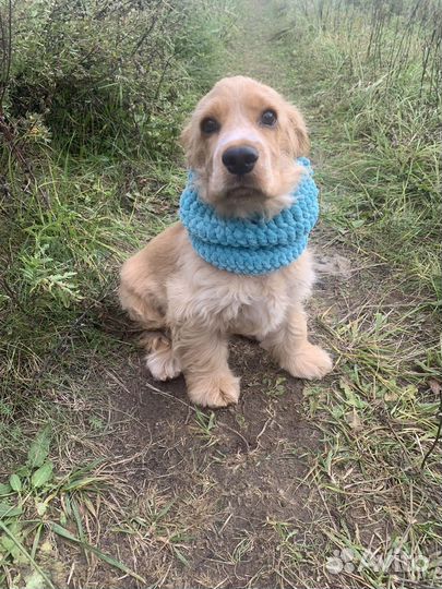 Хомут для собак