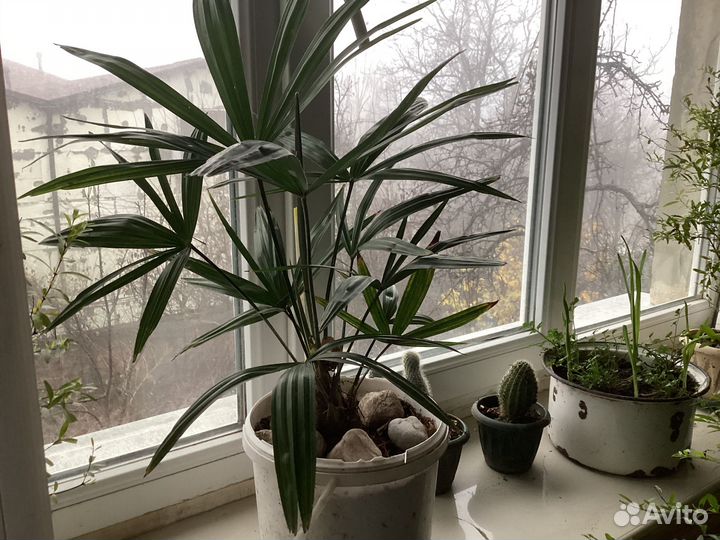 Веерные пальмы