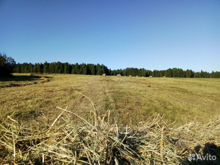 Мясо баранина