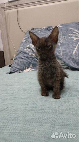 Котята смесь