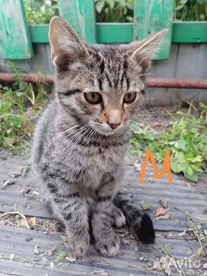 Кошка