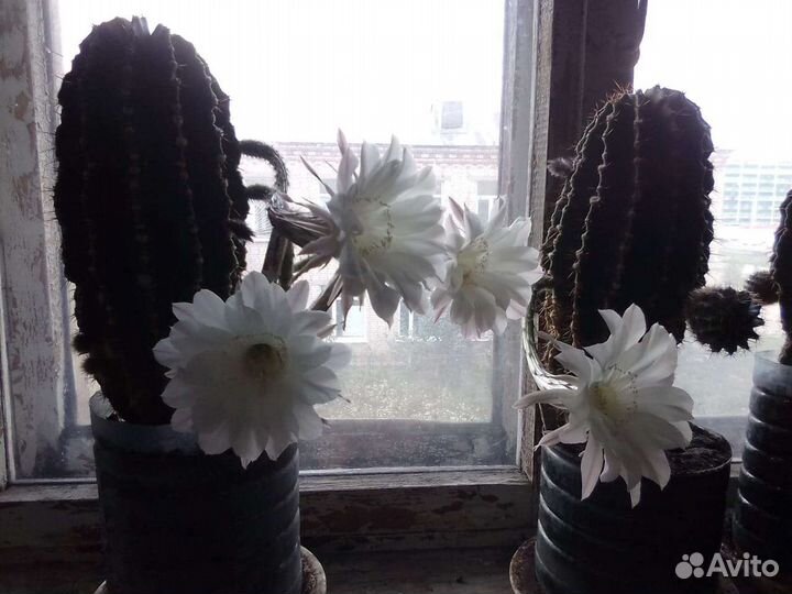 Кактус