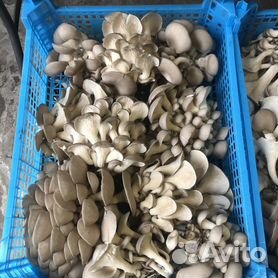 Съедобные грибы Оренбургской области
