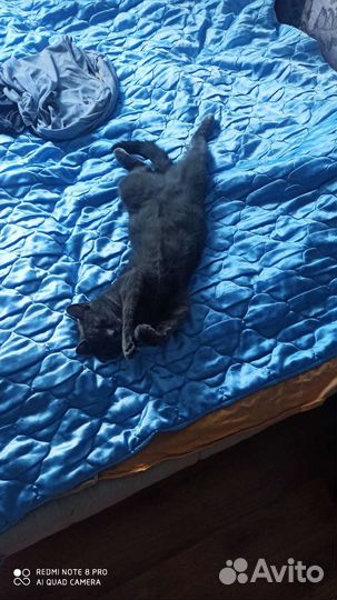 Кошечка в добрые руки