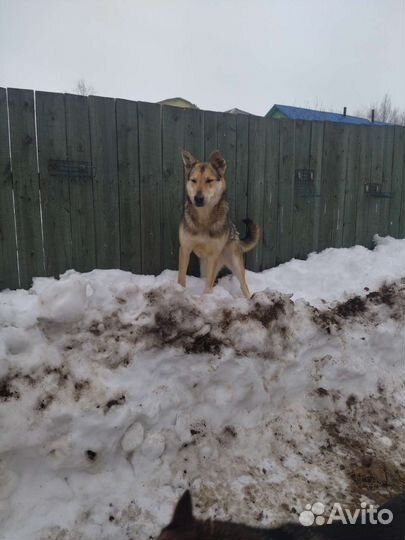 Собака в добрые руки