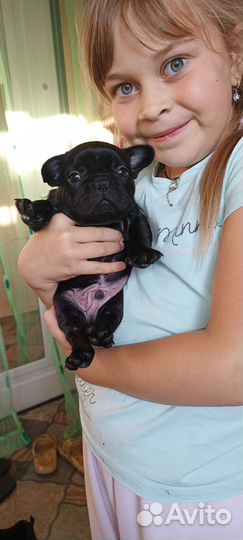 Французский бульдог щенки
