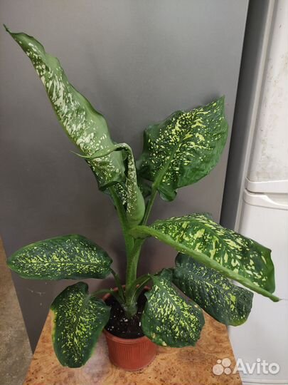 Диффенбахия