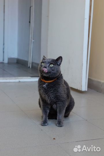 Кот серый дымчатый