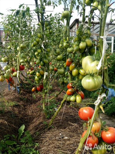 Помидоры(семена)