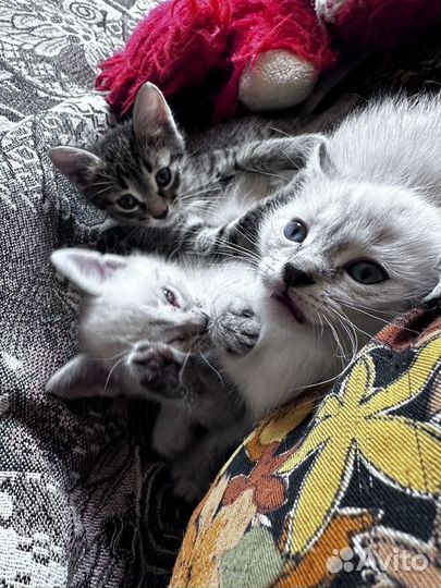 Котята в добрые руки