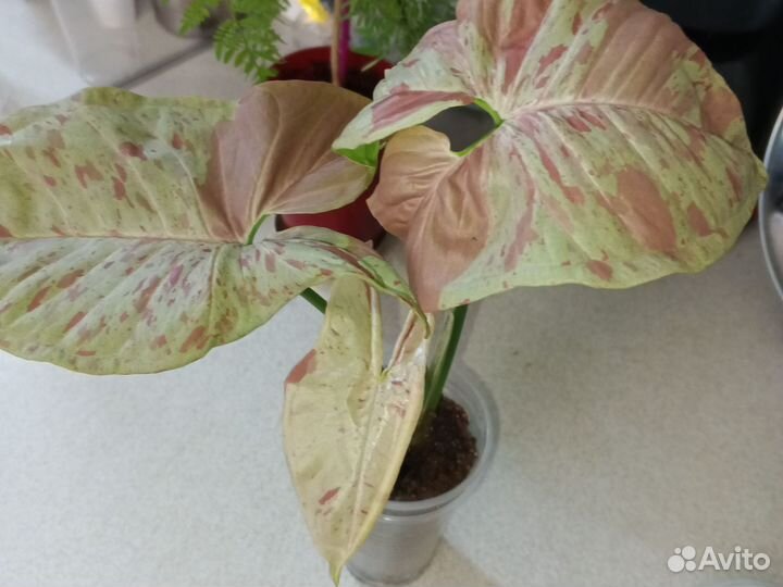 Сингониум, Милк Конфетти