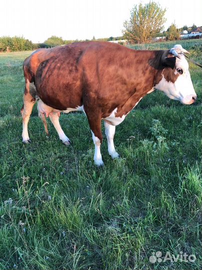 Корова дойная