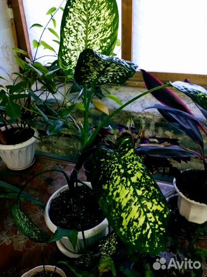 Дифенбахия