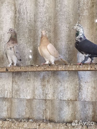 Голуби бакинские широкохвостые