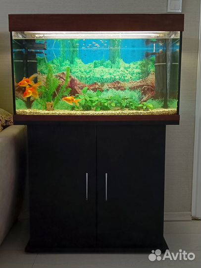 Аквариум с тумбой 150 литров с рыбами