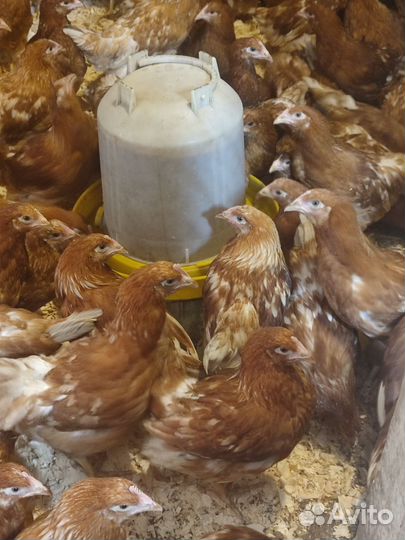 Куры молодки несушки