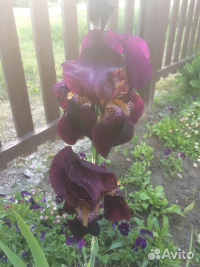 Садовые цветы