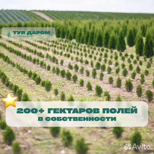 Туя смарагд брабант 170 см