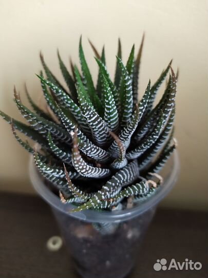 Суккулент хавортия