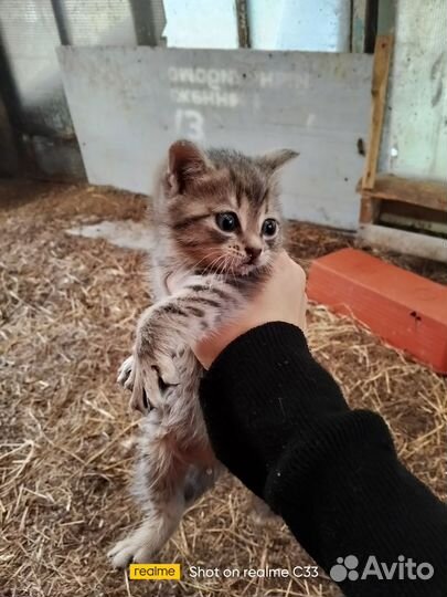 Домашние животные котята