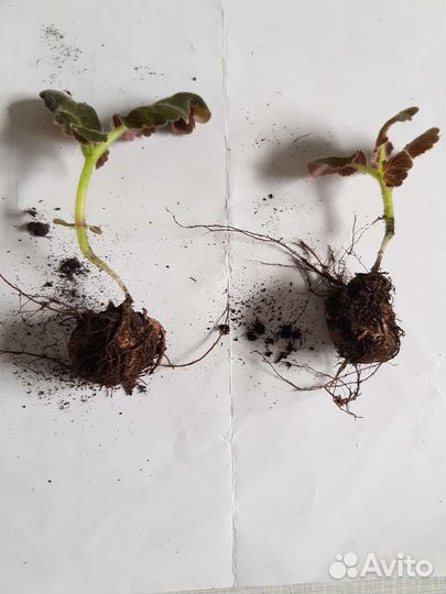 Глоксиния махровая