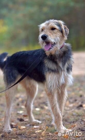 Собака в добрые руки