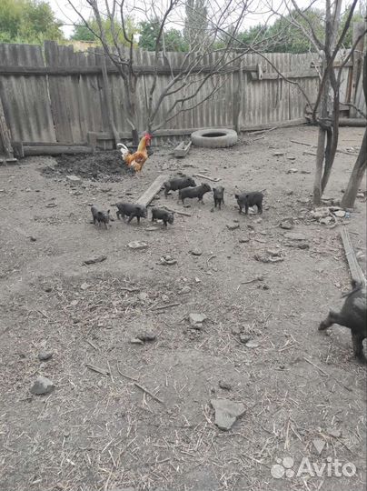 Стадо свиней