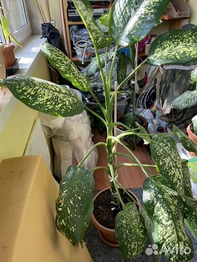 Продам Диффенбахию