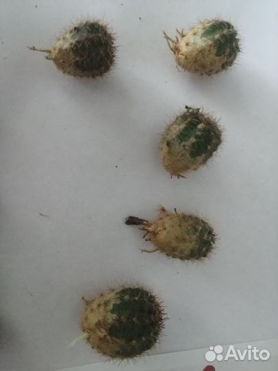 Кактусы и суккуленты